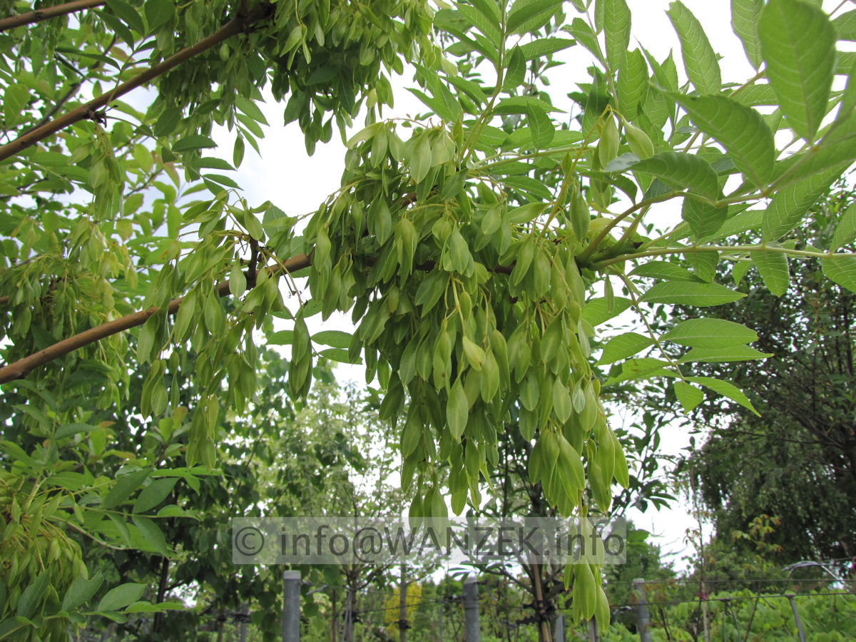 Fraxinus excelsior Jaspidea - Schoten nach Bluete.JPG